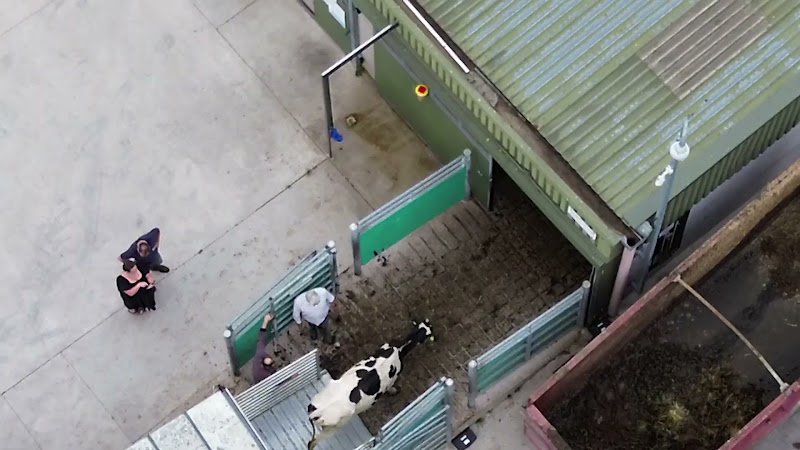 Dairy Cow Unloading at Slaughterhouse - Above View