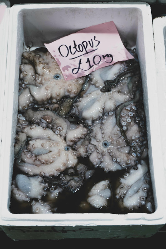Octopus