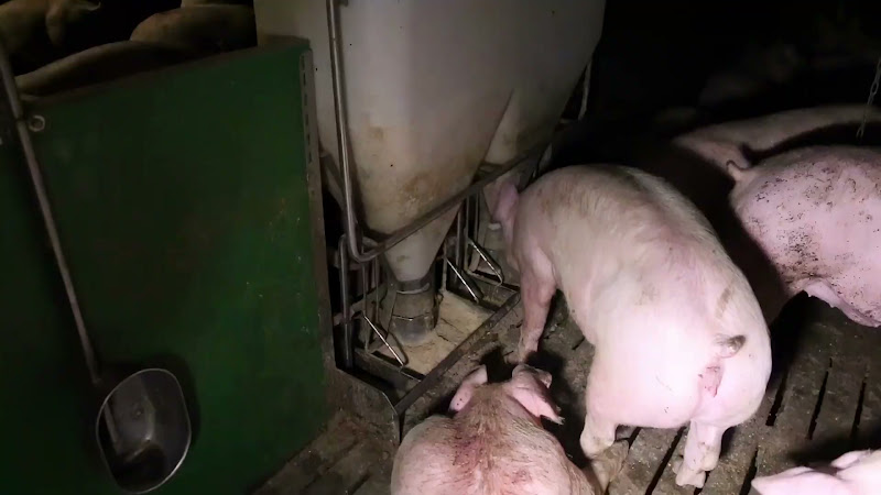 Pig Eats From Feeder (Slow Motion)