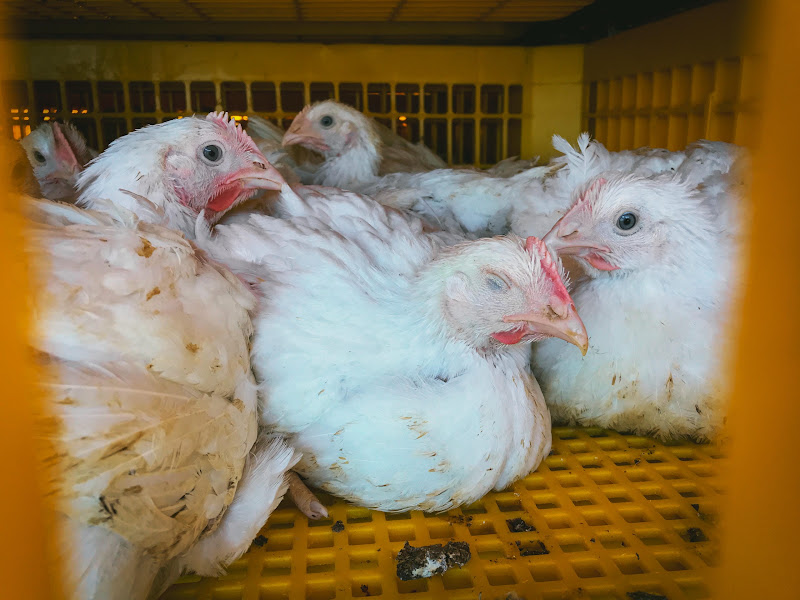 Chickens in slaughter truck crate