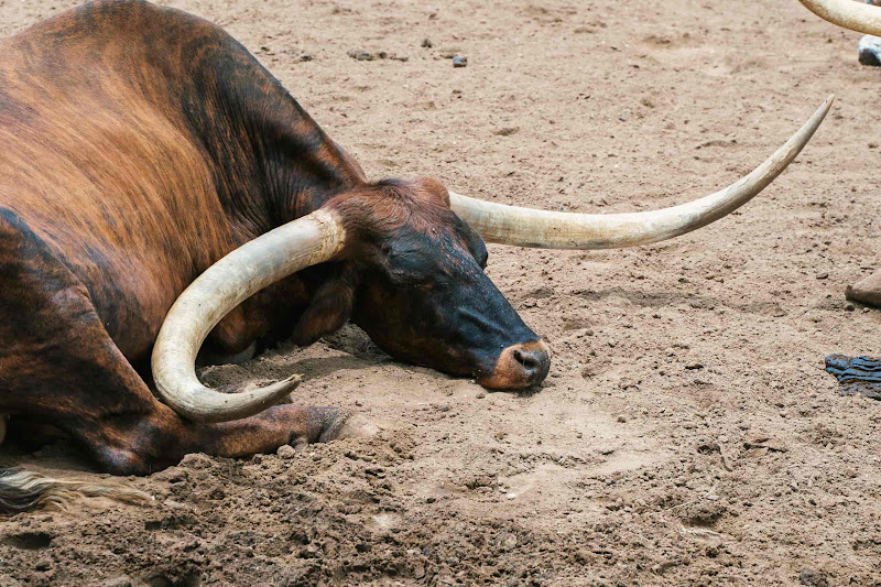 Longhorn Cow Waits for Cattle Drive