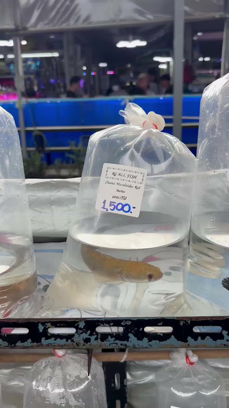 Snakehead Fish In Plastic Bag