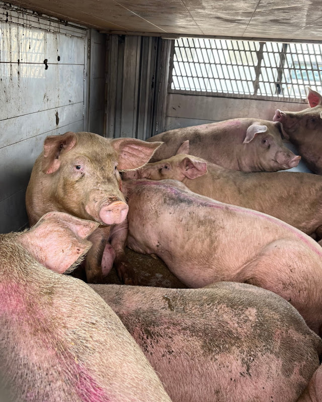 Pig sits watching ahead in slaughterhouse truck