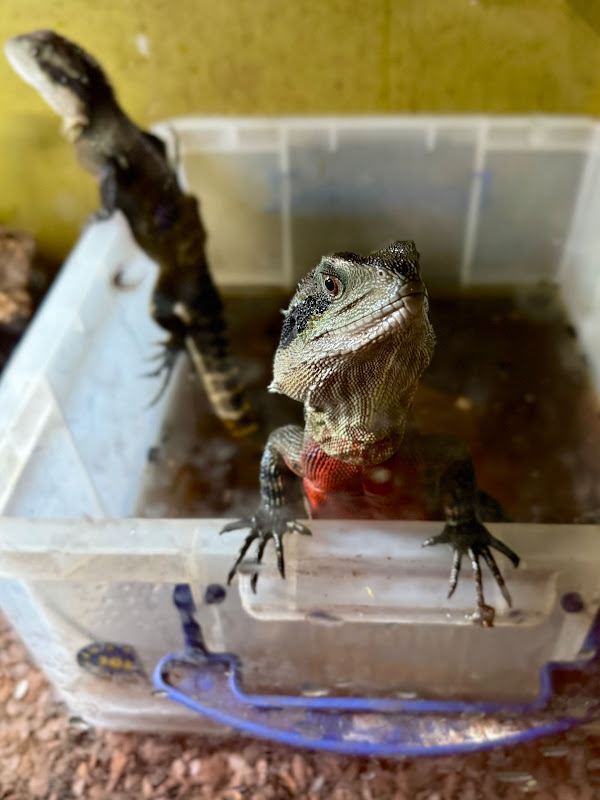 Australian water Dragons in filthy conditions
