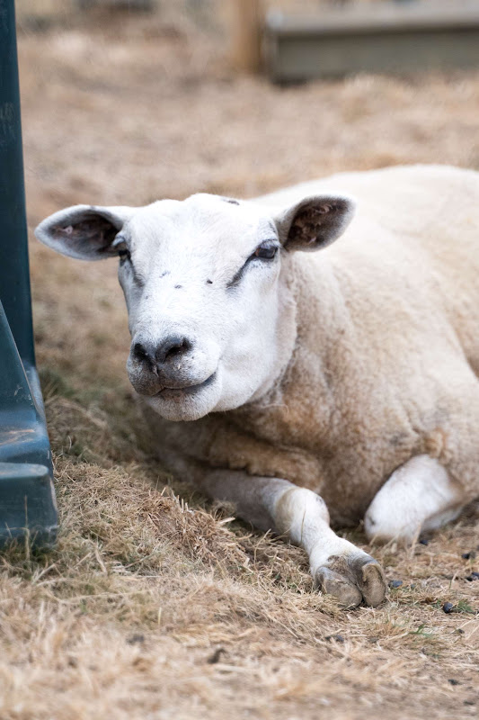 Close-Up Of Sheep Lying Down
