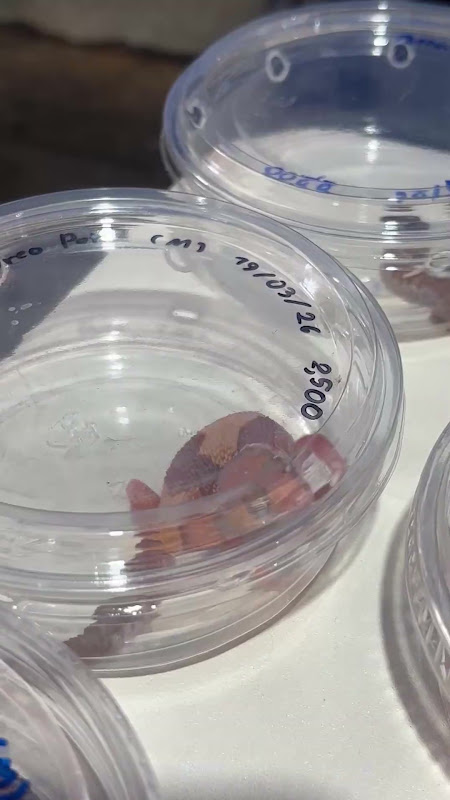 Gecko In Plastic Tub At Pet Market
