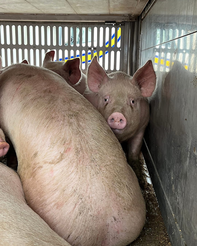 Pig Looks at Camera Inside a Slaughterhouse Truck at Vigil