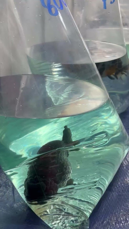 Fancy Goldfish In Plastic Bag