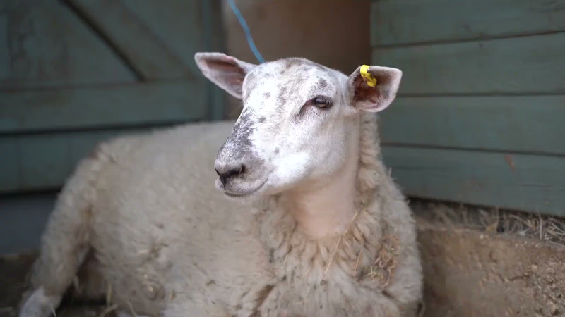 Sheep Close-Up