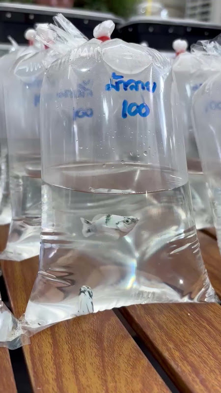 Ballon Molly Fish In Plastic Bag