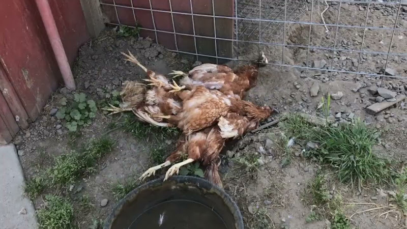 Pile Of Dead Chickens At Organic Egg Farm