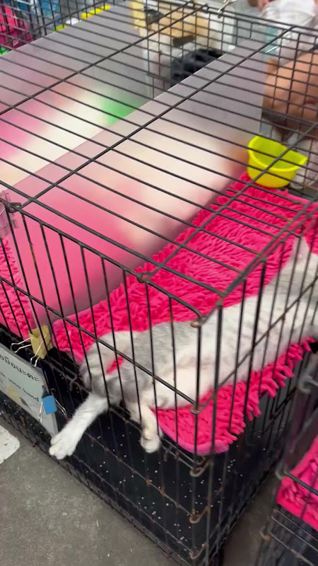 Rows Of Kittens In Small Cages At Pet Market