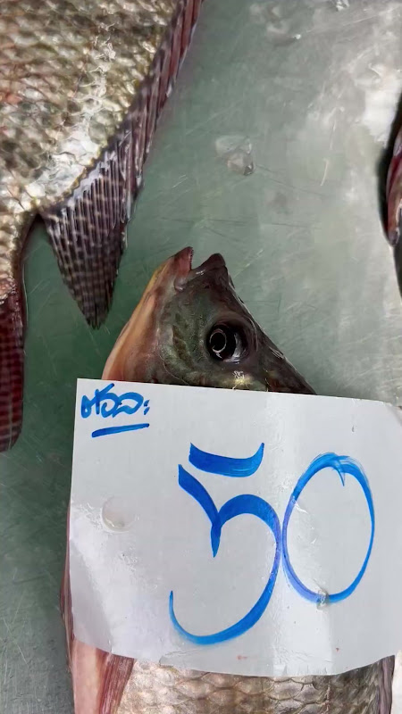 Tilapia Fish Suffocating