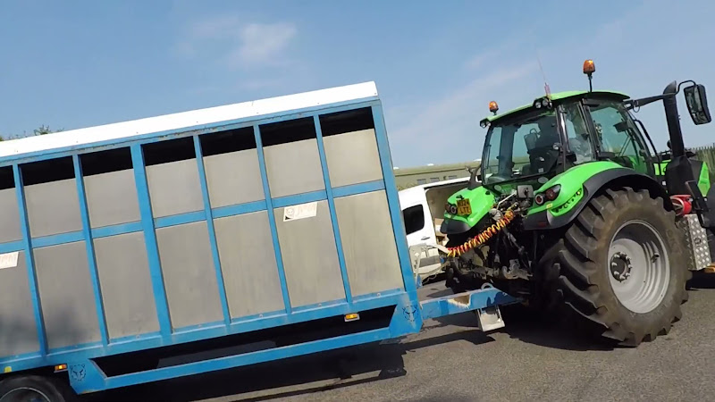 Cows in slaughterhouse truck