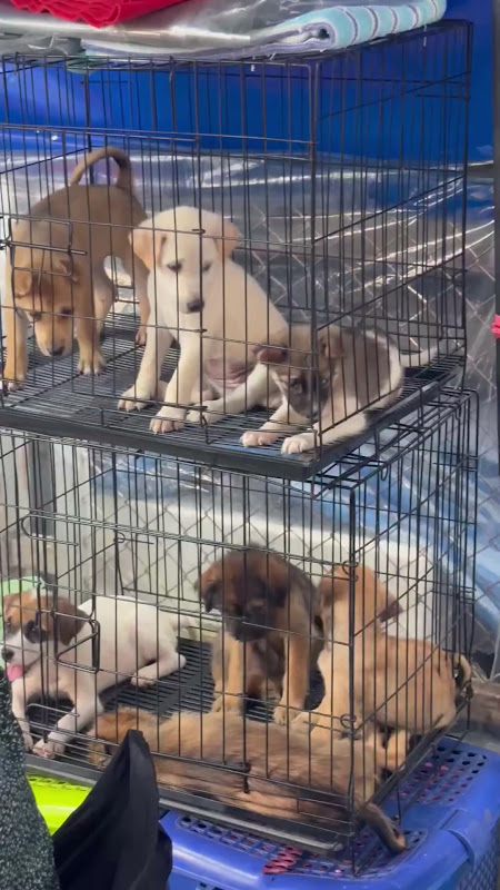 Caged puppies for sale