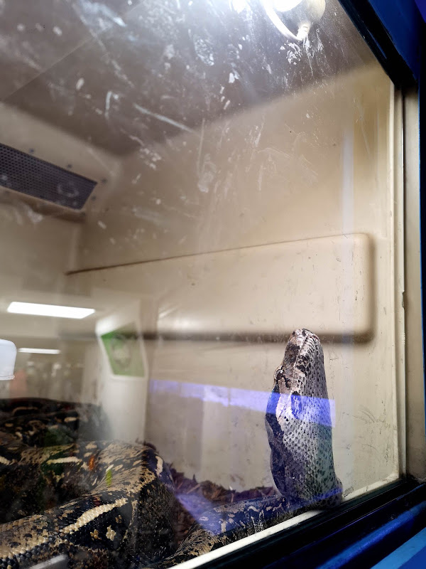 Boa inside small cage