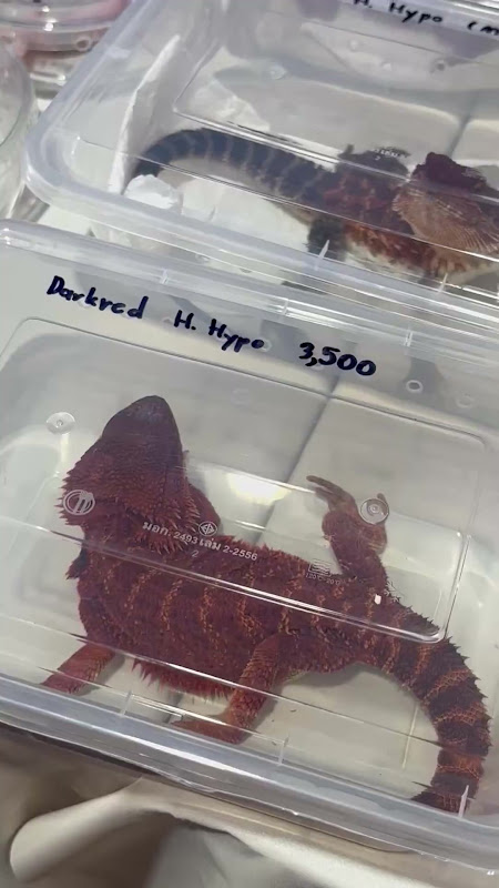 Bearded Dragon For Sale At Pet Market
