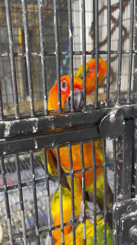 Sun Conure biting the cage at pet market