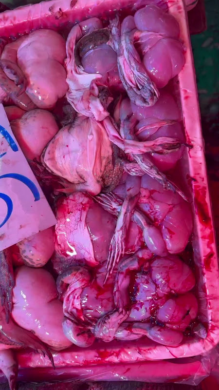 Frogs For Sale Suffering At Food Market
