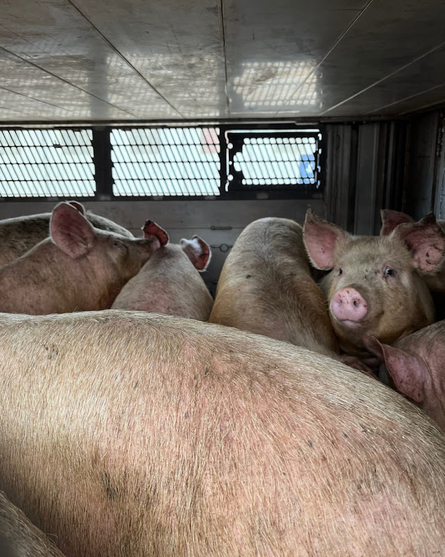 Pig Looks at Camera Inside a Slaughterhouse Truck at Vigil
