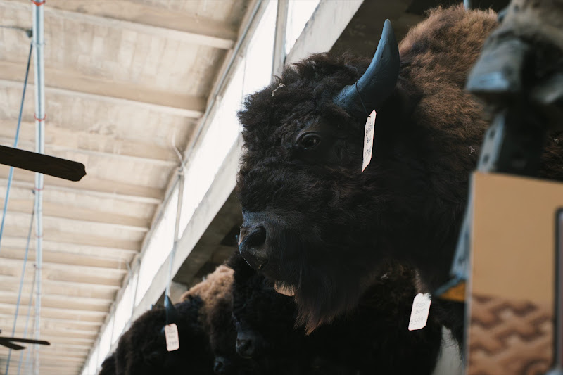 Taxidermy Bison Head