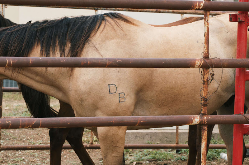 Close-up Of Horse With Branding Mark