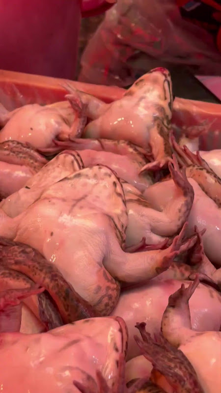 Live Frogs Suffering At Food Market