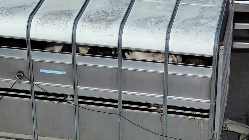 Dairy cows waiting in trailer to unload at slaughterhouse - close up