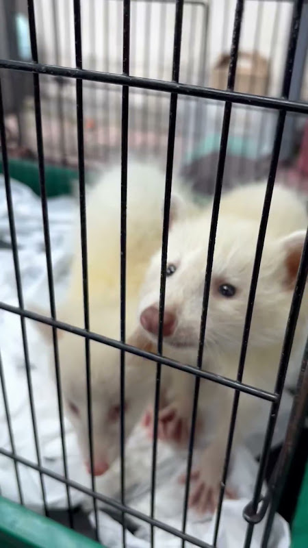 Caged Racoons For Sale At Pet Market