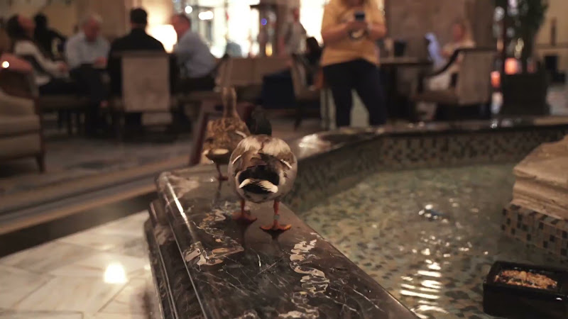 Ducks Kept In Hotel Fountain
