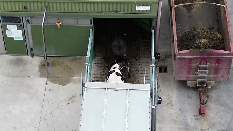 Dairy Cows Unloading at Slaughterhouse - Above View