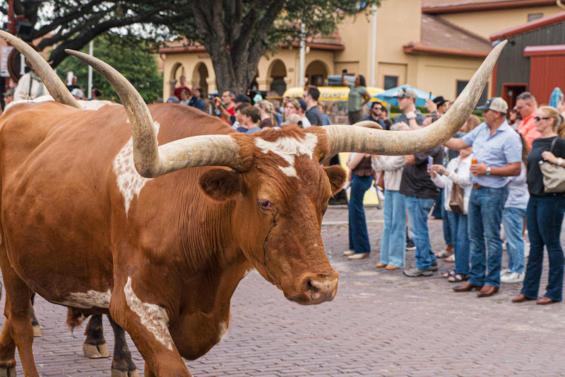 Longhorn Cow Walk The Street For Cattle Drive