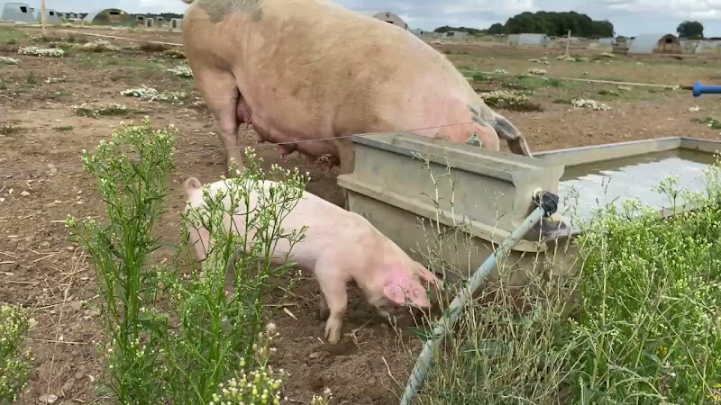 Mother Pig & Piglet 