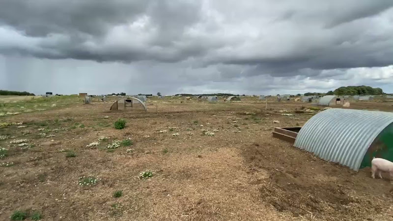 Free Range Pig Farm