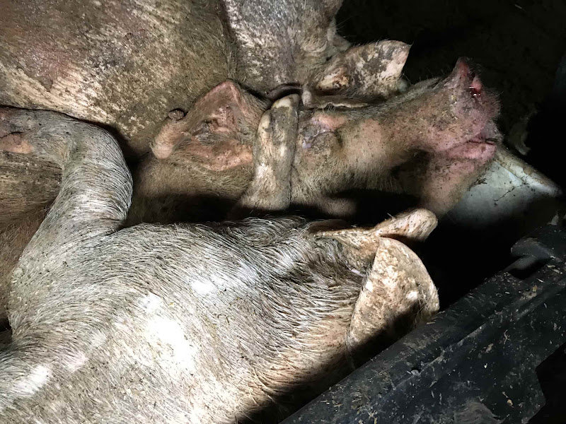 Bin Full Of Dead Pigs