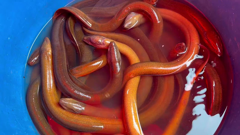Bucket Of Eels For Sale