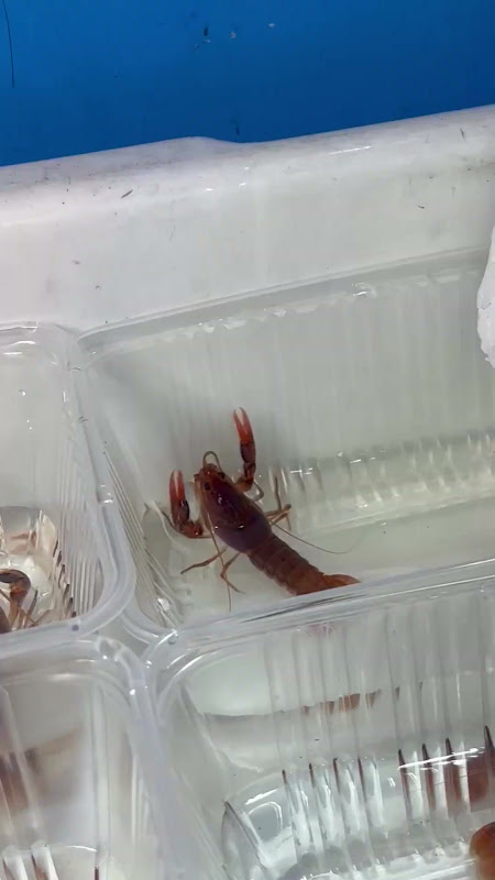 Crayfish in a box at pet market