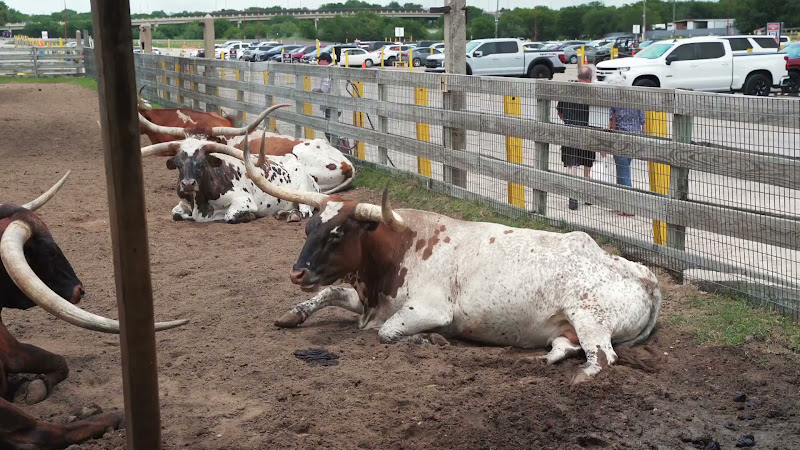 Longhorn Cow Awaiting Cattle Drive