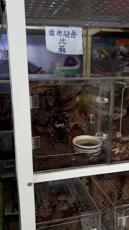 Mexican Redknee Tarantula For Sale