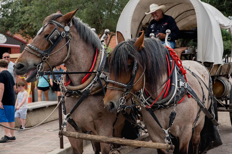 Horse & Cart
