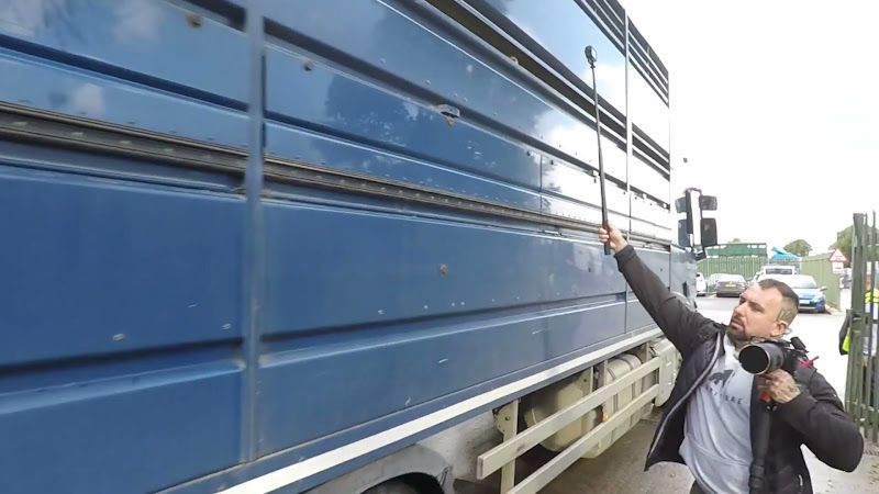 Dairy Cows in truck on the way into a slaughterhouse