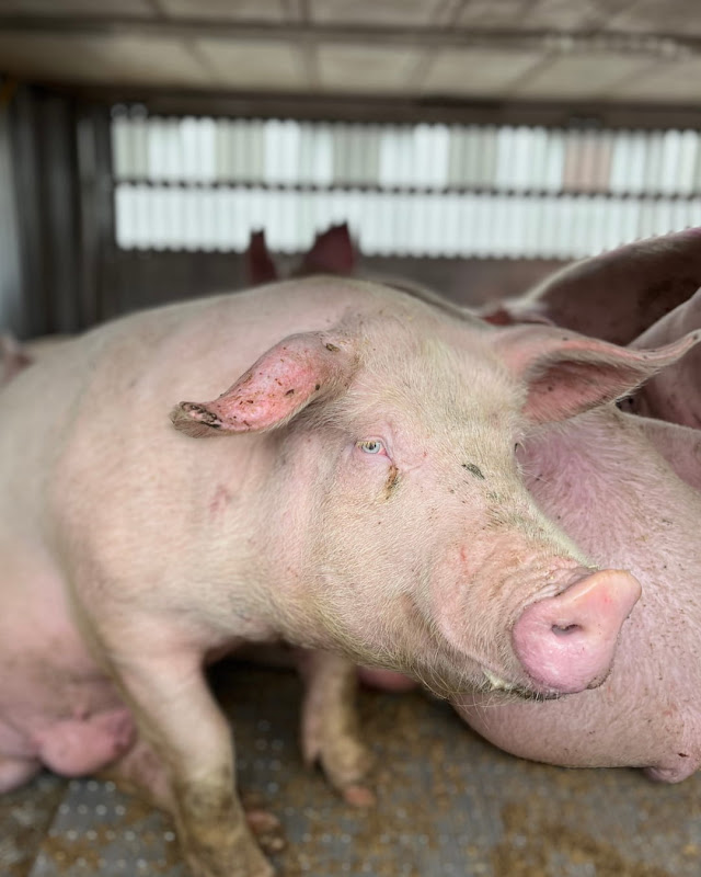 Pig Inside a Slaughterhouse Truck at Vigil