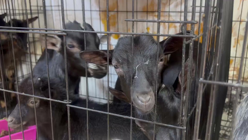 Baby goats in a cage at pet market
