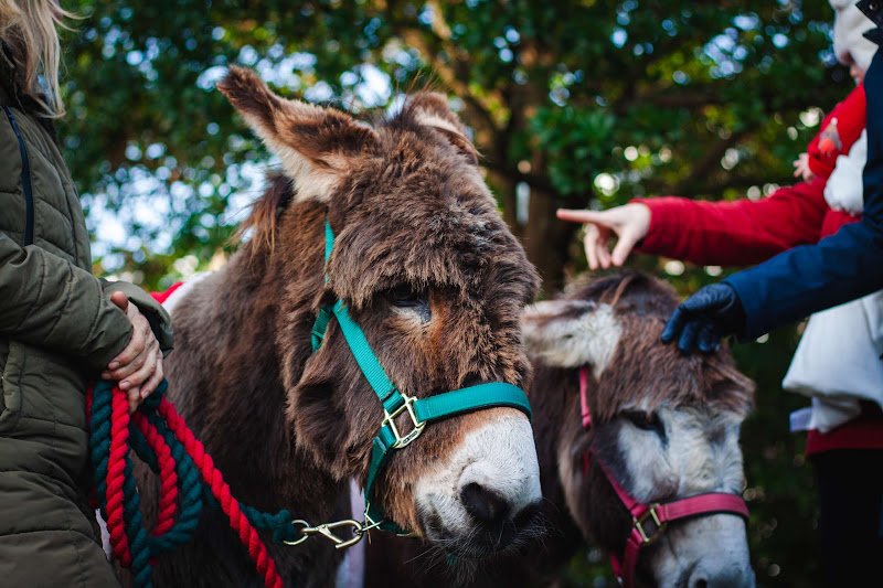Donkeys dressed up for Christmas market