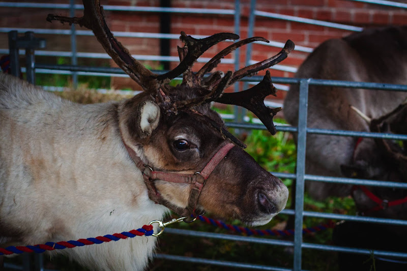 Reindeer at Christmas Event