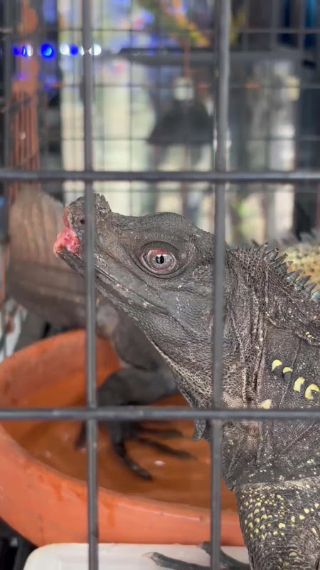 Rhinoceros Iguana in a cage at pet market