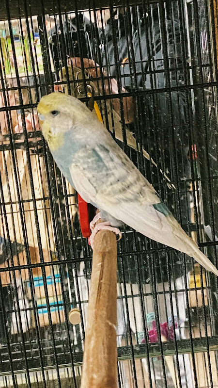 Budgie Alone In A Pet Shop