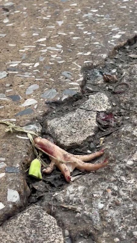 Chicken foot on floor of market