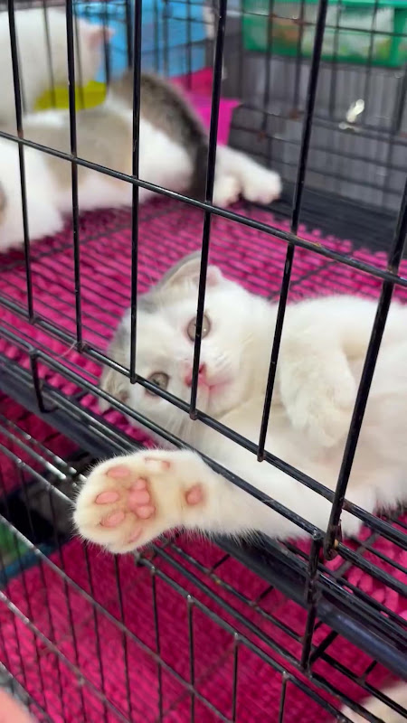 Kitten For Sale At Pet Market