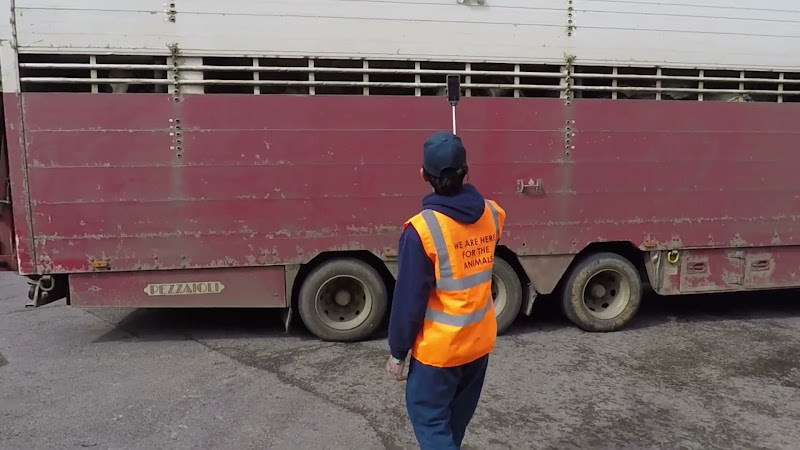 Dairy Cows in truck on the way into a slaughterhouse